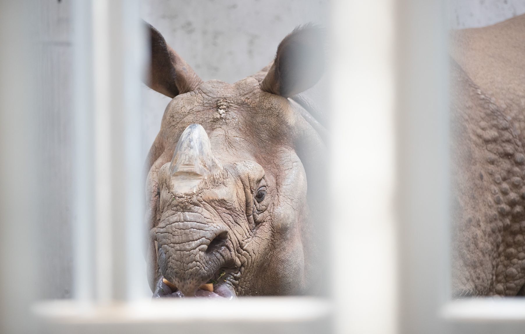 Indian rhino (copy)